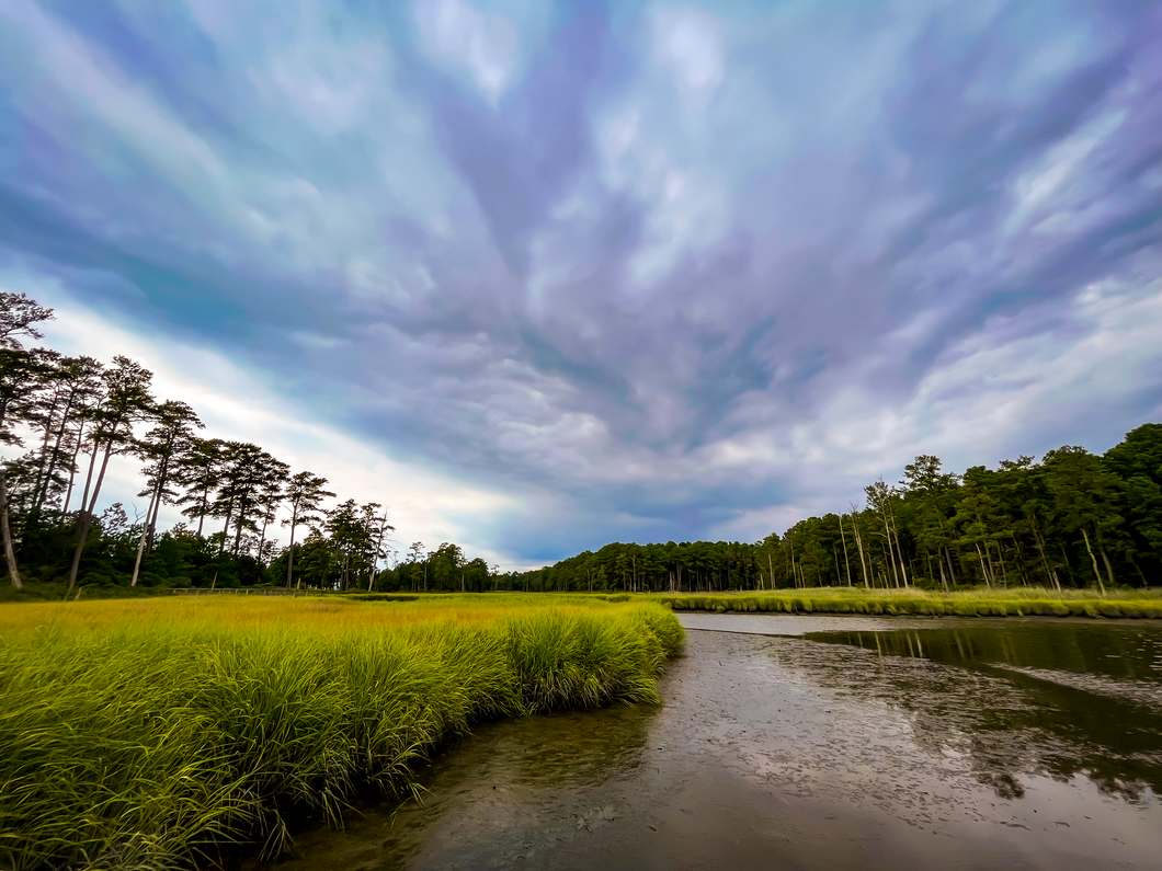 Marsh Mellow - Delmarva Peninsula