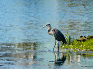 Follow The Leader - Long Neck, DE