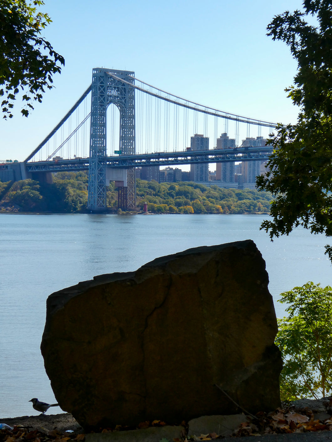 Little Birdie - Palisades, NJ