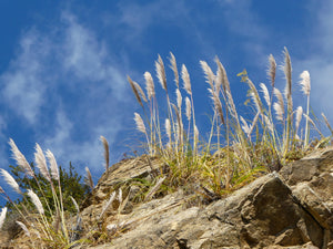 Blowing in the Wind - Pacific Coast Highway, CA