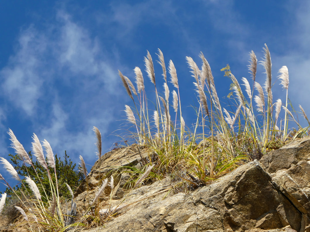 Blowing in the Wind - Pacific Coast Highway, CA