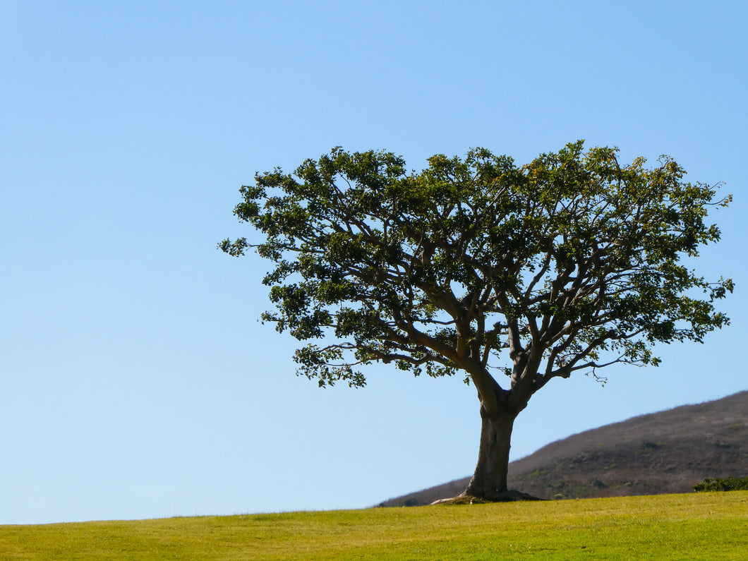 Standing Alone - Malibu, CA