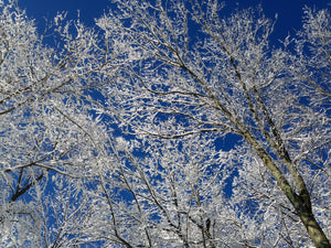 Pure White Snow - Mt Olive, NJ
