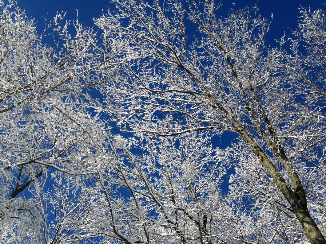 Pure White Snow - Mt Olive, NJ