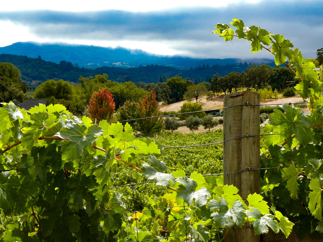 Wine Valley - Kenwood, CA