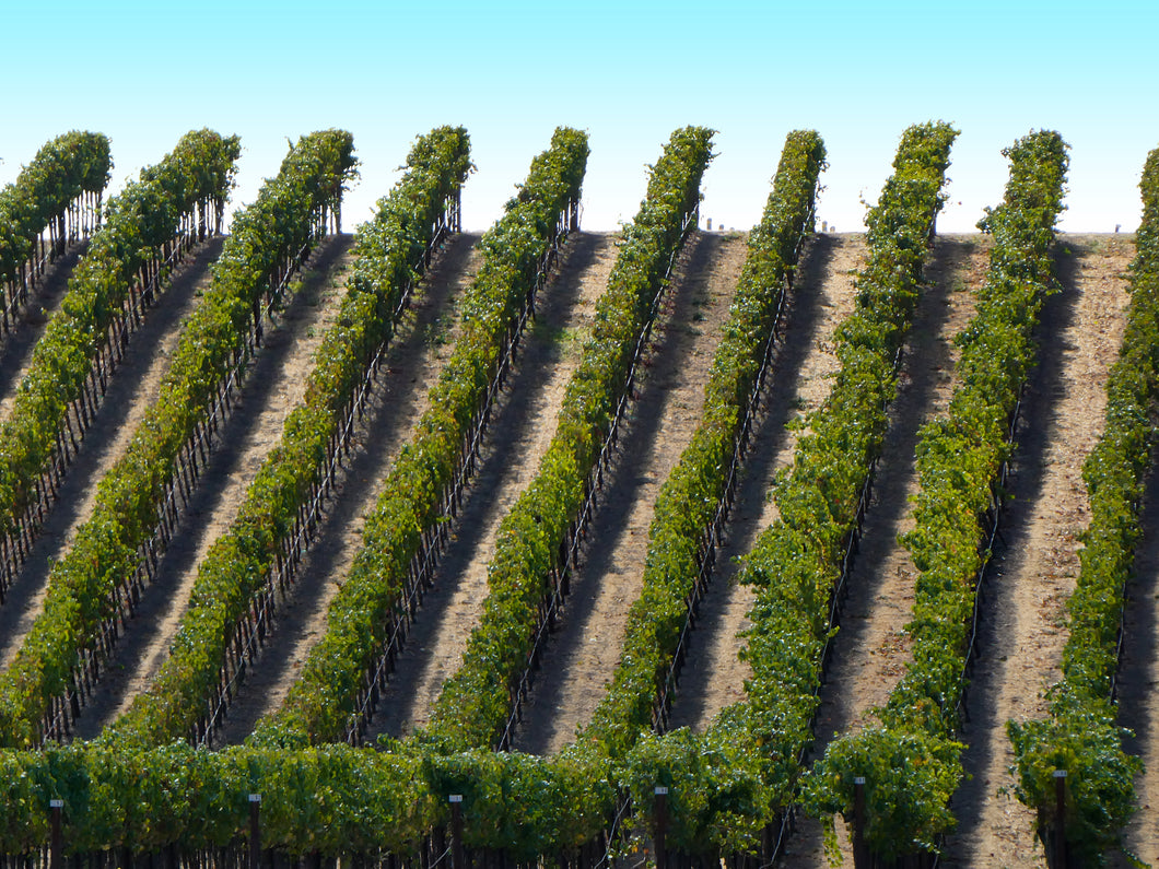 Row By Row - Sonoma Valley, CA