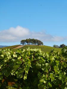 Hilltoppers - Kenwood, CA